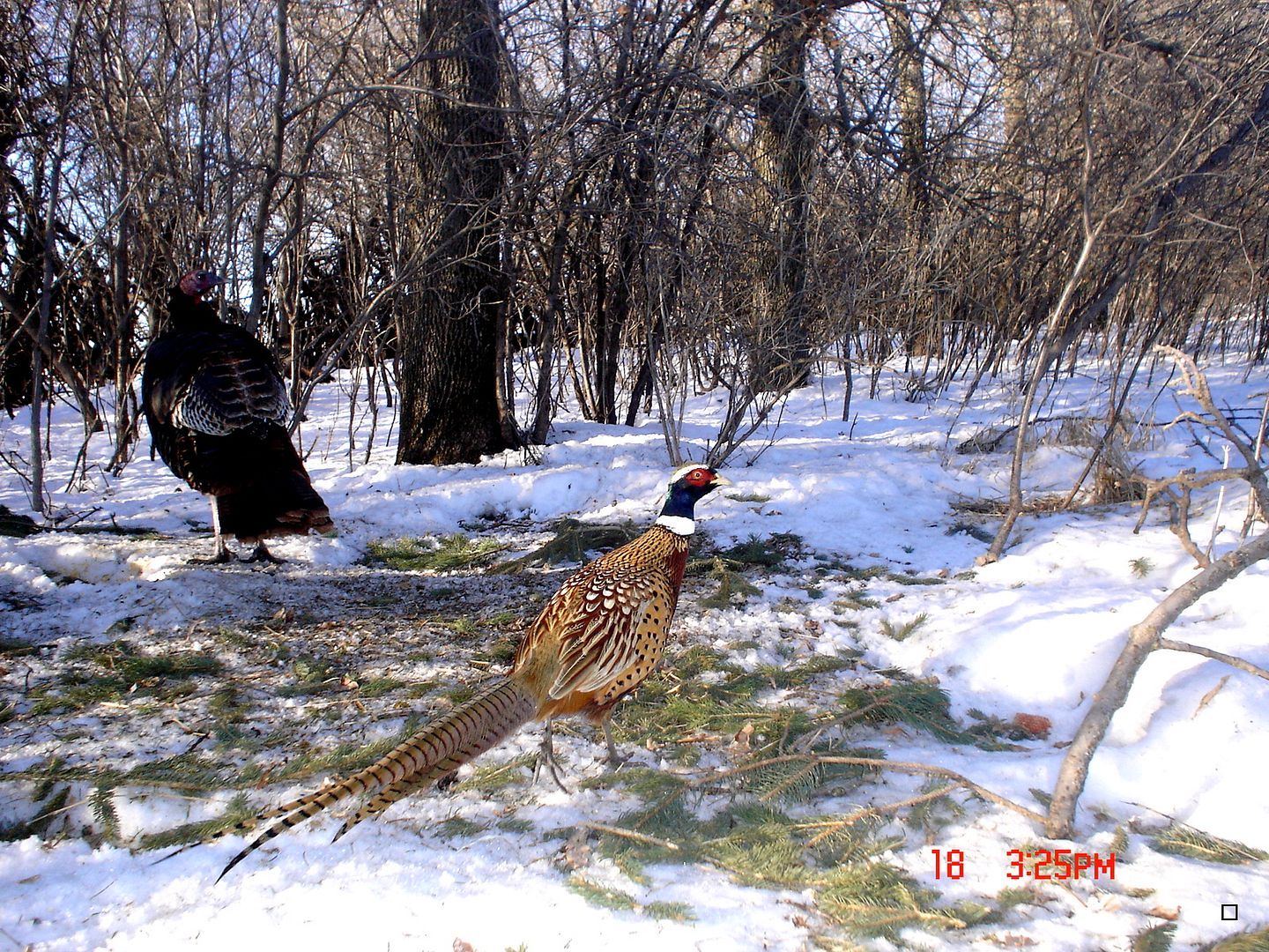 Sw Minnesota Pheasant pics 01222013 Duck Hunting Forum